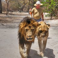 lion walking senegal